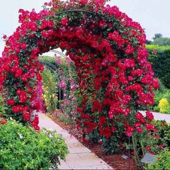 rose Places To Visit in Ooty