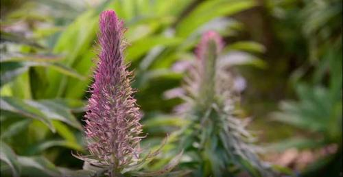 Ooty Doddabetta Images